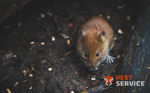 Дератизация в Благовещенске